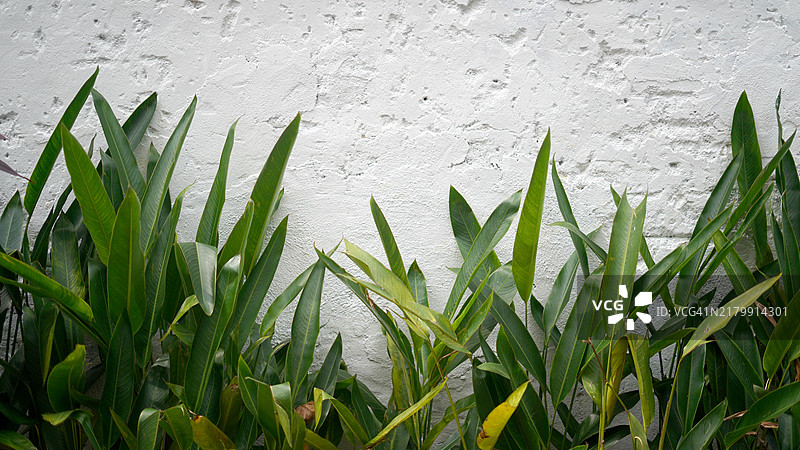 墙上的植物图片素材