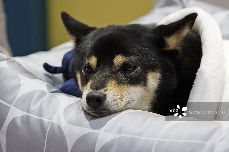 可爱的柴犬狗狗在卧室的床上睡觉图片素材