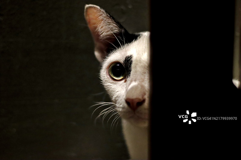 一只可爱、毛茸茸、胖胖的白猫，黄色眼睛，坐在室内。图片素材