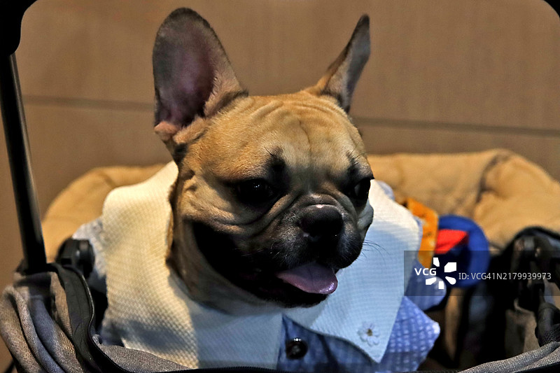 可爱的法国斗牛犬坐在推车上图片素材