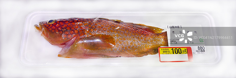 来自山阴海的新鲜红斑石斑鱼图片素材