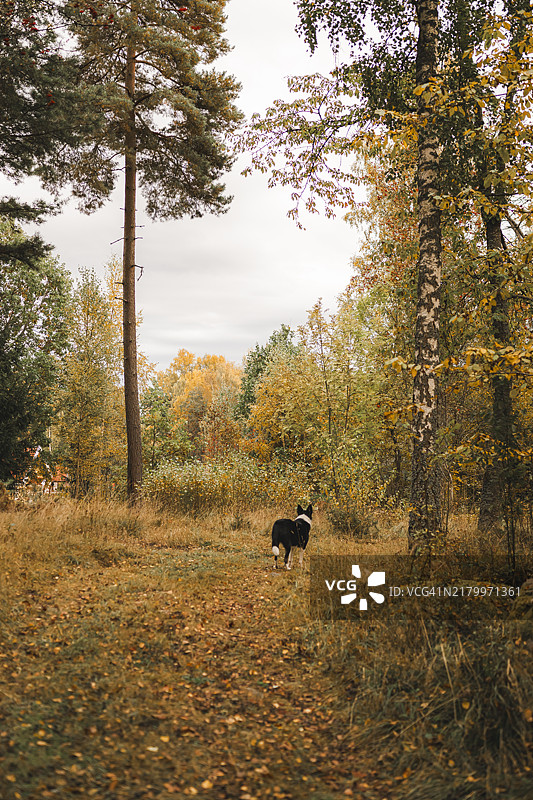 在秋季的户外森林里奔跑的狗图片素材