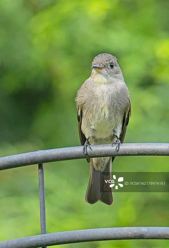东菲比霸鹟图片素材