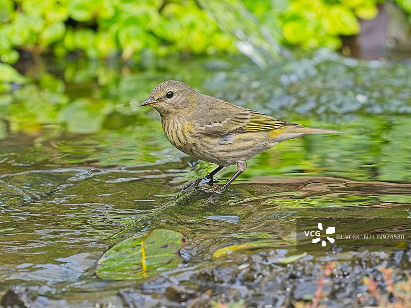 梅角莺图片素材