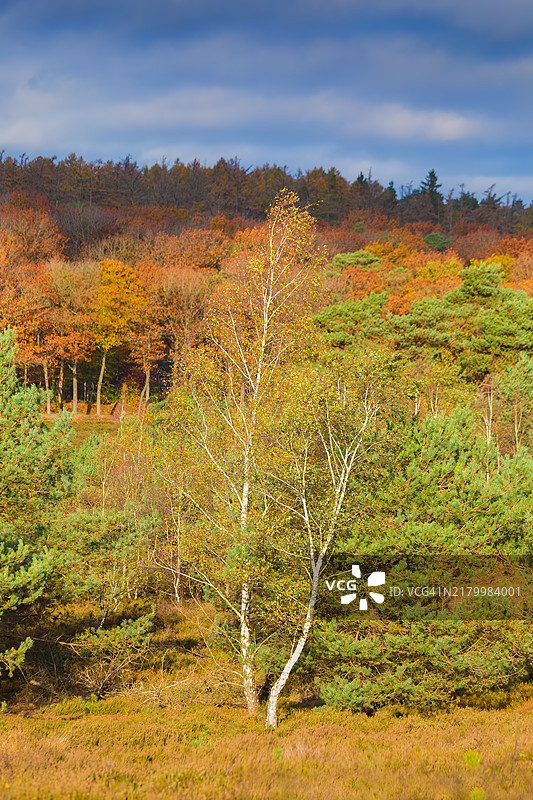 波斯班克附近乌切尔瑟山的秋色图片素材