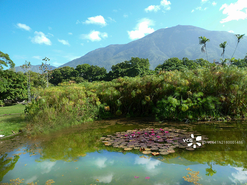 委内瑞拉加拉加斯东部公园的阿维拉山和睡莲图片素材