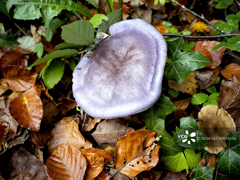 紫丝膜菌图片素材