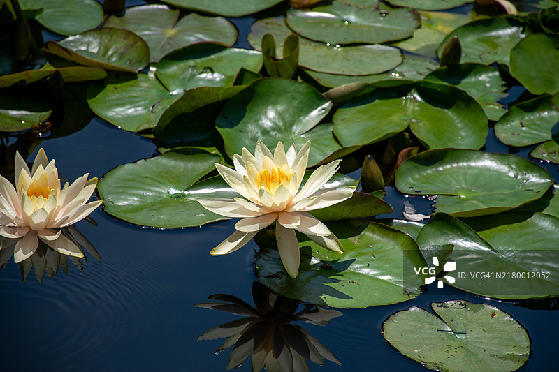湖中睡莲的特写图片素材