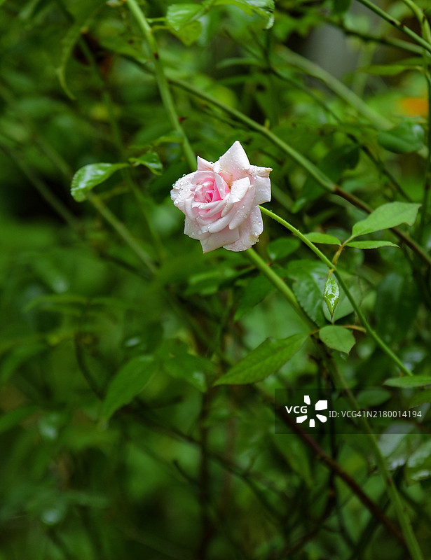 粉色玫瑰特写，印度喀拉拉邦特里凡得琅图片素材