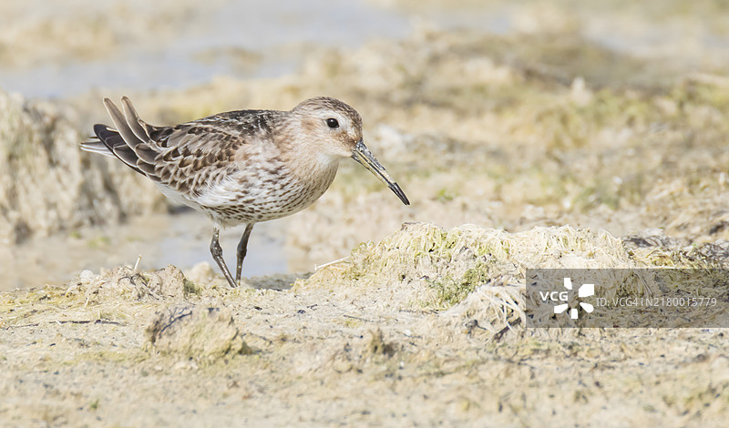 栖息在岩石上的沙鸥特写镜头图片素材