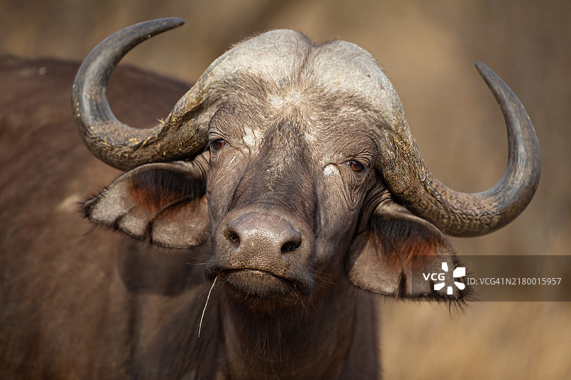 水牛特写图片素材