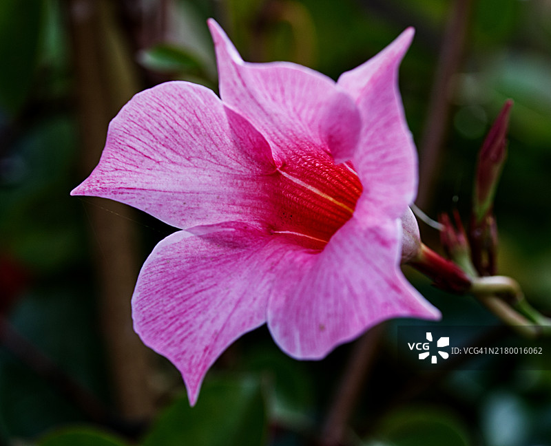 粉色花朵的特写镜头图片素材