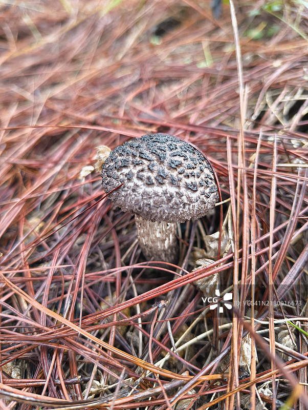 菲律賓科迪勒拉行政區本格特省田野上的蘑菇特寫图片素材