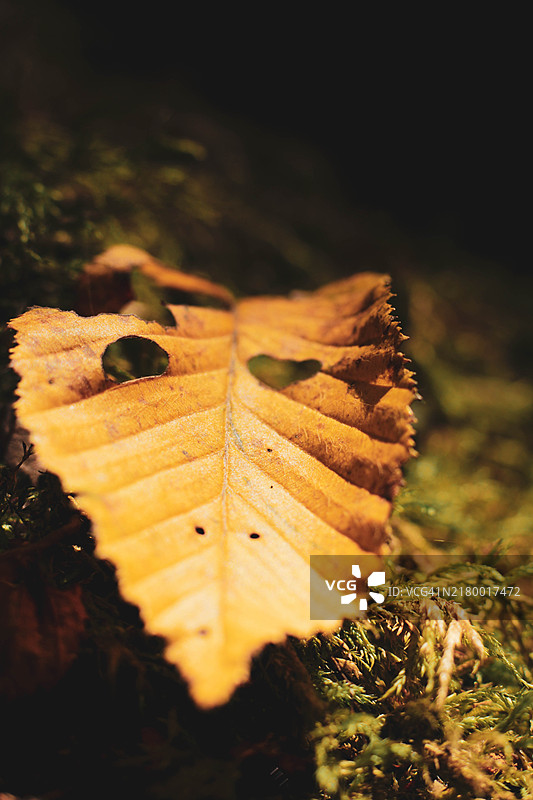 法国土地上的干枯枫叶特写图片素材