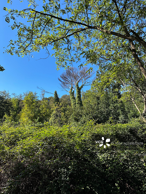 低角度视图的树木与晴朗的天空，罗马，拉齐奥，意大利图片素材