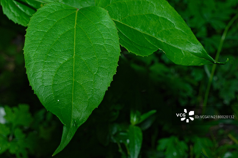 湿润叶子的特写图片素材