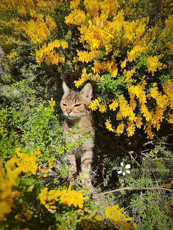 坐在黄色开花的雷塔玛上的猫的肖像图片素材