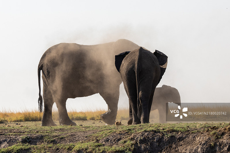 非洲象的侧面视图图片素材