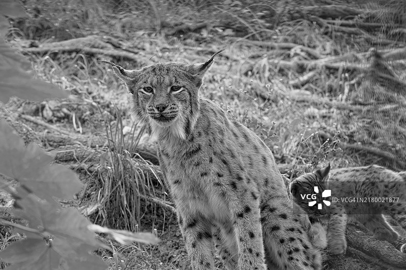 欧亚猞猁和幼崽，猫科动物家庭，圈养图片素材