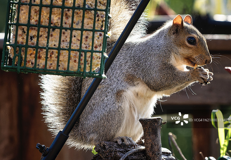 美国笼子里的灰松鼠特写图片素材