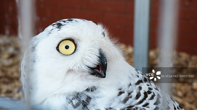 白色北极猫头鹰露出惊讶的表情，像狗一样吐着舌头呼吸。图片素材