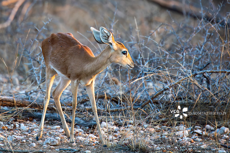 非洲小羚羊图片素材