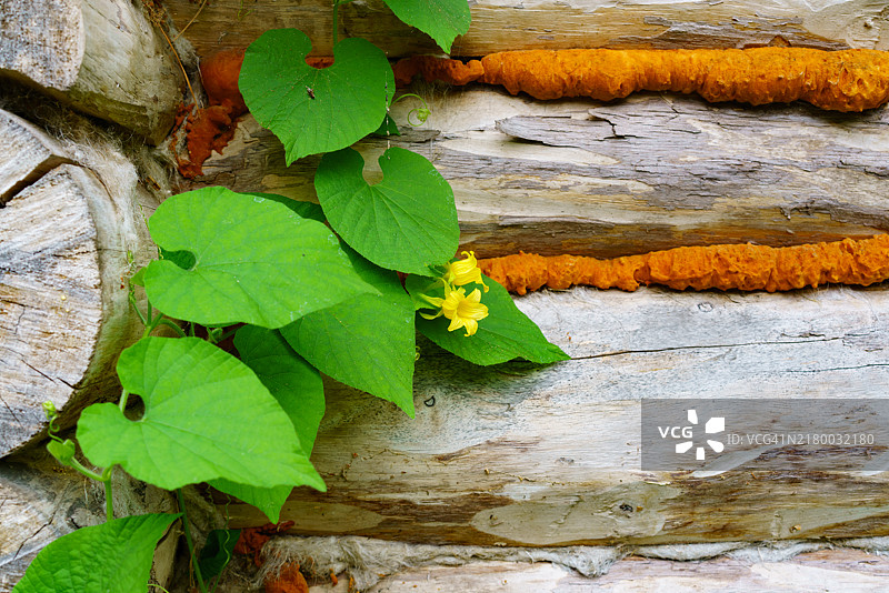 树干上生长的常春藤特写，俄罗斯图片素材