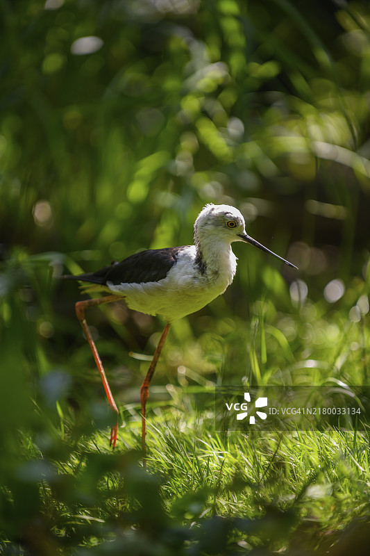 黑翅长脚鹬栖息在植物上的特写镜头图片素材