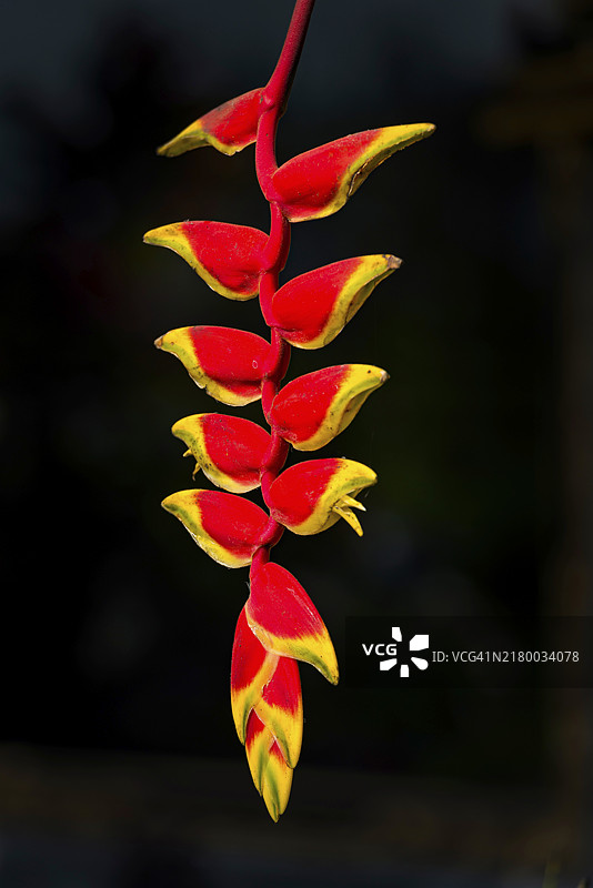 蝎尾蕉，热带植物图片素材