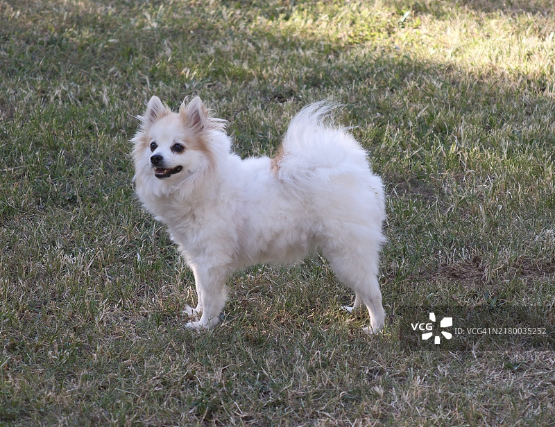 高角度视图的狗在田野上图片素材