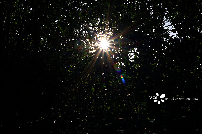 穿透树叶的阳光图片素材