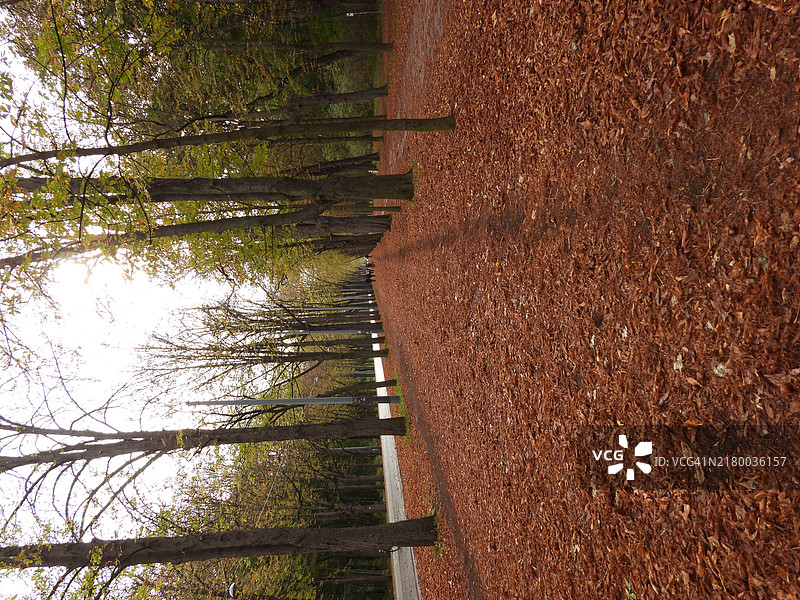 维也纳森林中的秋天树木图片素材