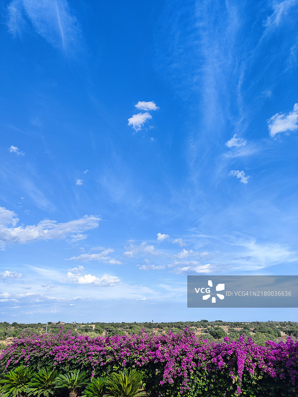 粉色花卉植物在蓝天背景下的美丽景色，拉古萨市联合协会，西西里岛，意大利图片素材