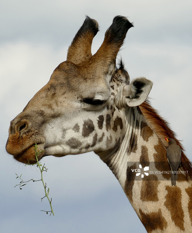 长颈鹿特写，纳罗克，肯尼亚图片素材