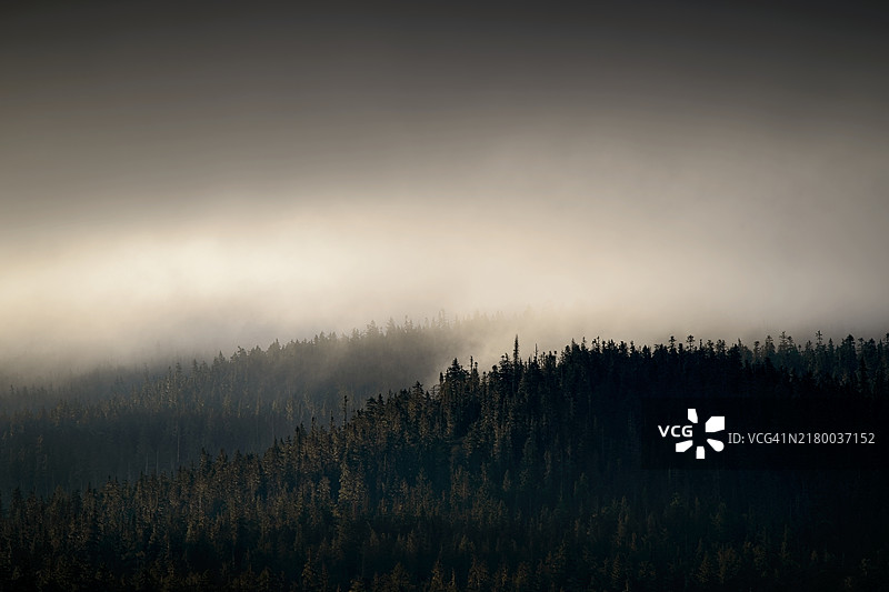 森林中的树木与天空相映成趣图片素材