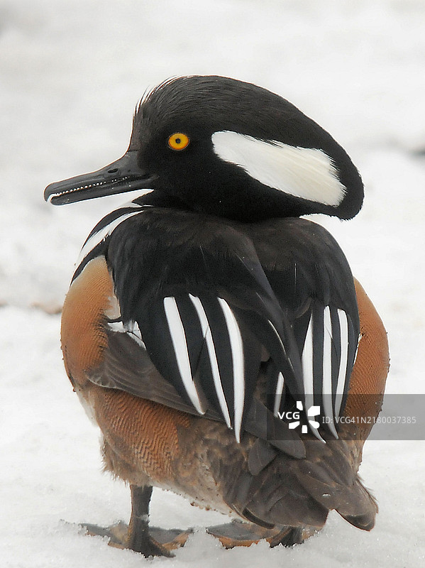 芝加哥，伊利诺伊州，美国的企鹅特写镜头图片素材
