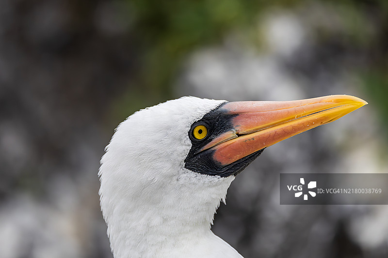 近距离拍摄的海鸟图片素材