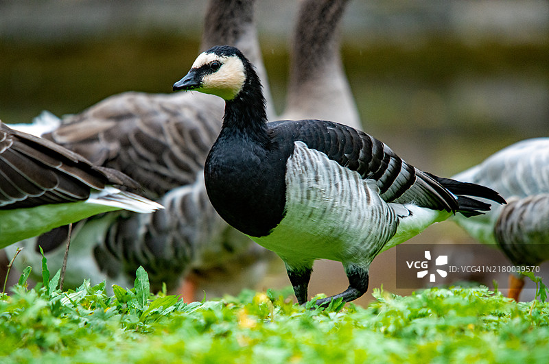 水鸟栖息在田野上的特写镜头图片素材