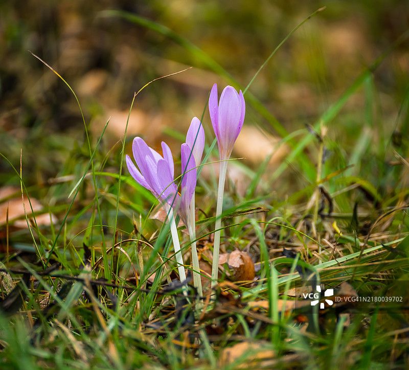 紫色番红花在田野上的特写图片素材