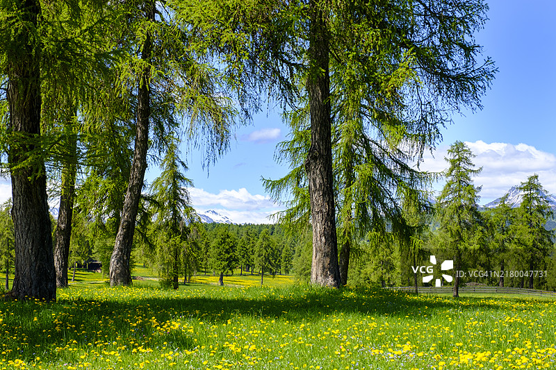 意大利南蒂罗尔的落叶松草甸图片素材