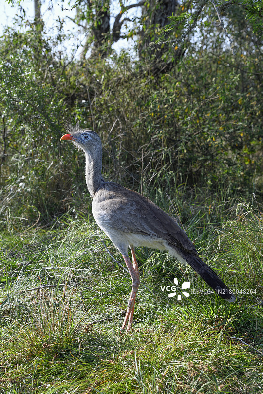 红腿叫鹤，阿根廷科连特斯省图片素材