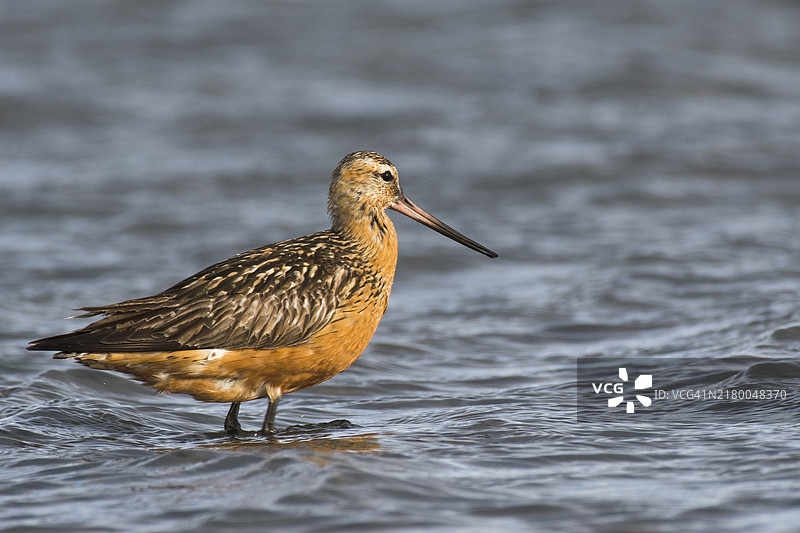 在水中站立的斑尾塍鹬，弗里斯兰，荷兰图片素材