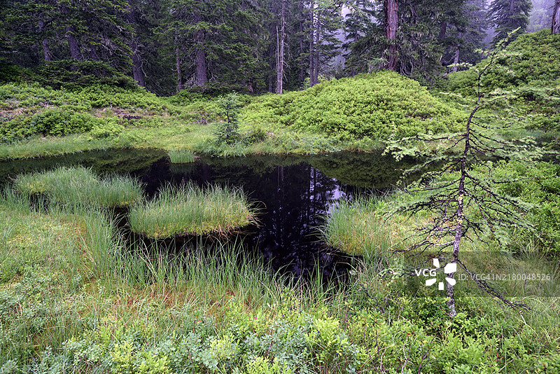 奥地利劳里瑟原始森林、沼泽池塘风光图片素材