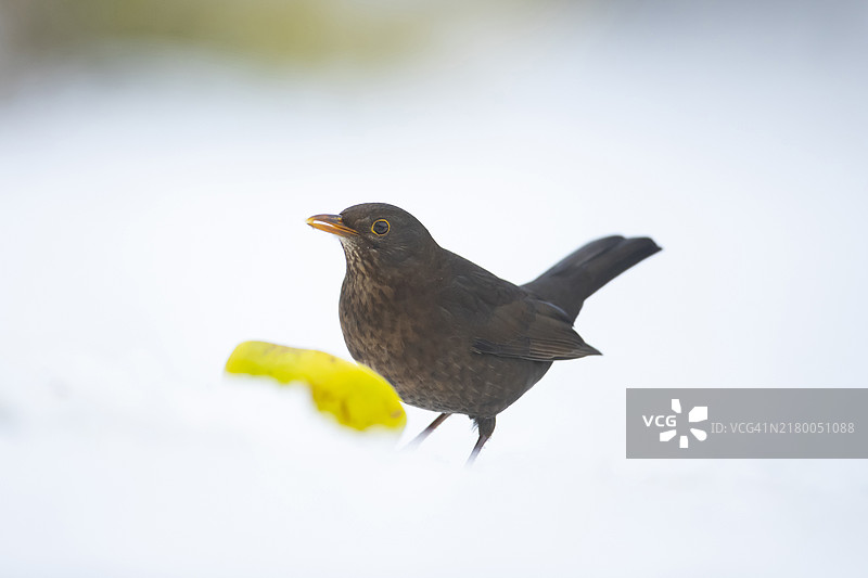 雪地花园草坪上吃苹果的欧乌鸫雌鸟图片素材
