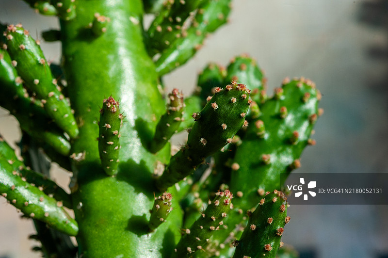 仙人掌微距图片素材