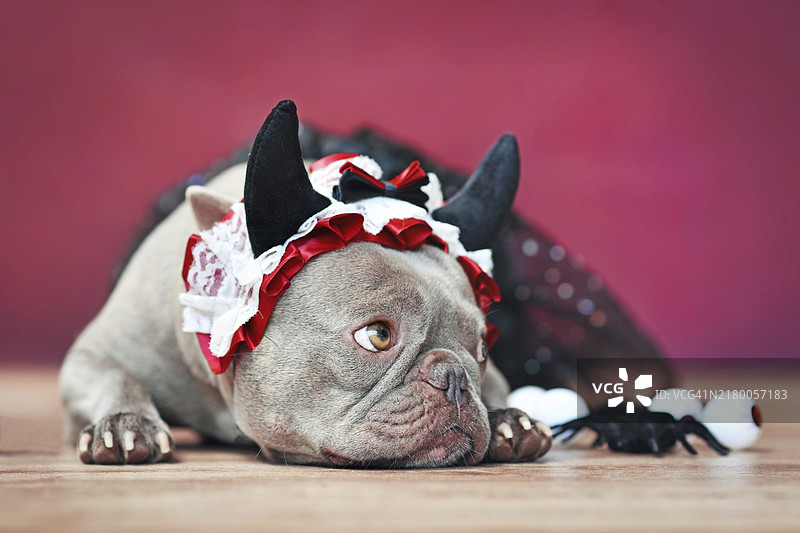 法国斗牛犬戴着红色恶魔角发带，穿着黑色芭蕾舞裙，背景为红色图片素材