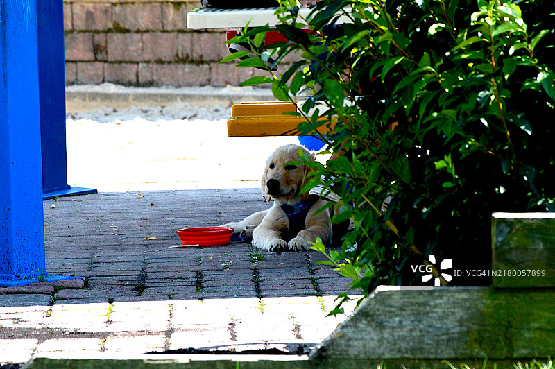 在阴凉处休息的拉布拉多寻回犬图片素材