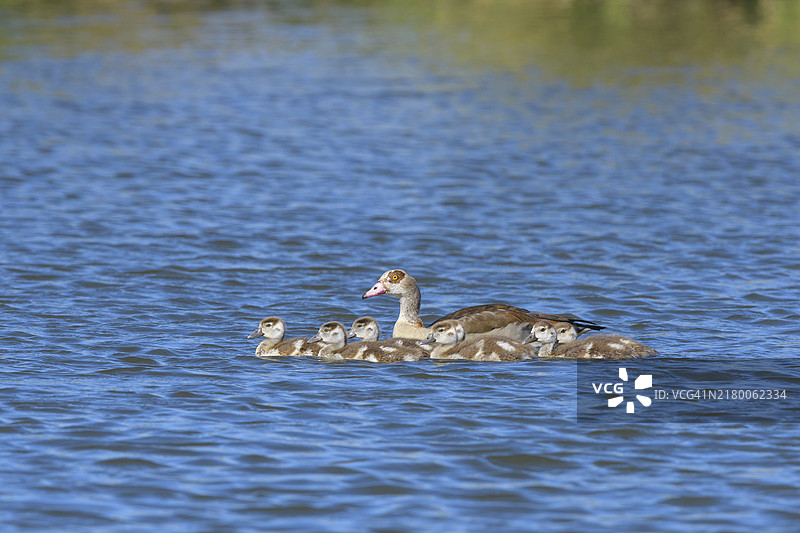 与小鸭一同游泳的埃及雁图片素材