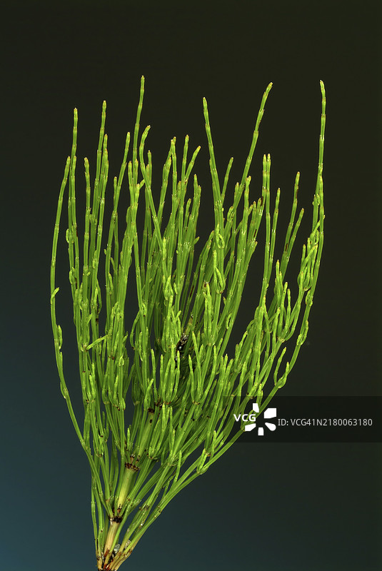 问荆（Equisetum arvense），一种草本植物，用作药用植物和化妆品图片素材
