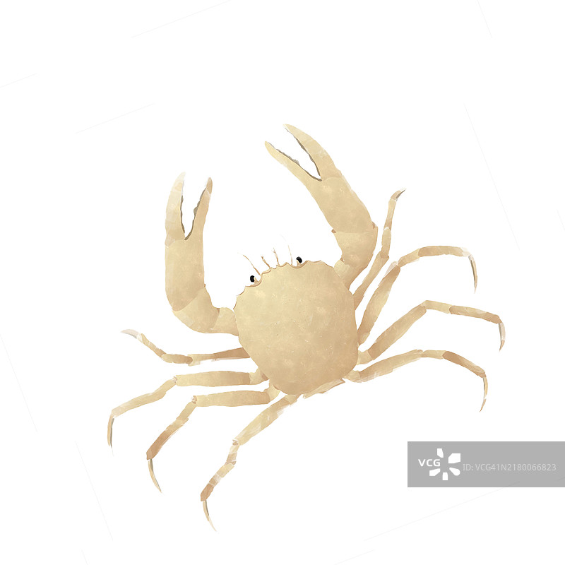 水彩风格沙蟹绘画（白色背景）图片素材